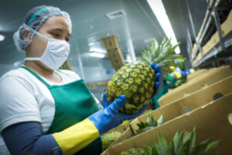 プレミアム缶詰「S＆W」ブランド 26年春に向け上質なパインアップル缶を新提案 ジェー・ガーバー商会