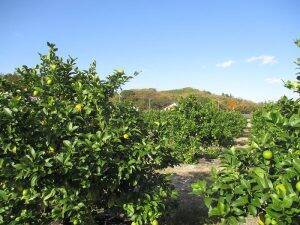 瀬戸内に浮かぶ広島レモンの島を元気にする　 ポッカサッポロ社員自ら耕作放棄地を再生　 地域活性化とレモン総需要拡大が目的