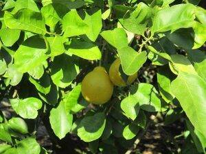 瀬戸内に浮かぶ広島レモンの島を元気にする　 ポッカサッポロ社員自ら耕作放棄地を再生　 地域活性化とレモン総需要拡大が目的