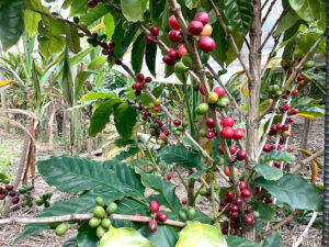 島民によるコーヒー産業化へ前進 徳之島コーヒー生産支援プロジェクトのいま 成功モデル確立にむけ試行錯誤