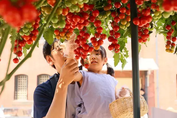 カゴメ「不思議の畑とトマトの樹」親子で収穫体験や畝づくりに挑戦