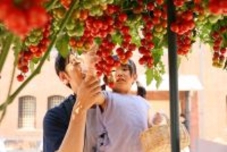 カゴメ「不思議の畑とトマトの樹」親子で収穫体験や畝づくりに挑戦