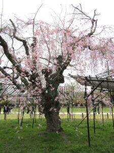 味の素AGF、京都・上賀茂神社を起点に珈琲とお香、桜が交わる春の催しを開催　新たなコーヒー価値発信