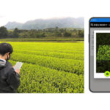 茶葉の摘み時、AI画像解析で判定 伊藤園と富士通が技術開発