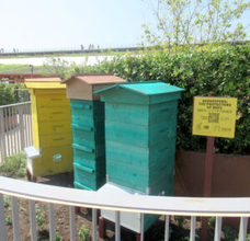 イタリア有機ハチミツ「Mielizia（ミエリツィア）」 大阪・関西万博でトークセミナー ミツバチと生物多様性をテーマに