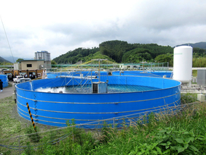 ニッスイ 国内サーモン養殖倍増へ 岩手県内施設を大幅拡充