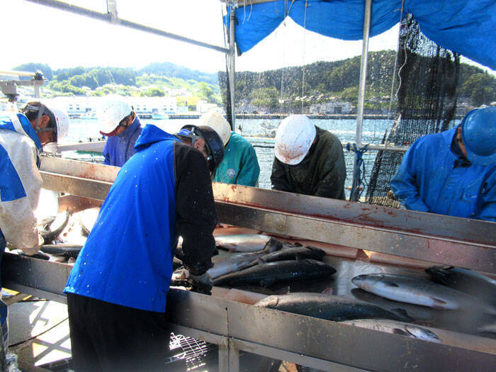 ニッスイ 国内サーモン養殖倍増へ 岩手県内施設を大幅拡充