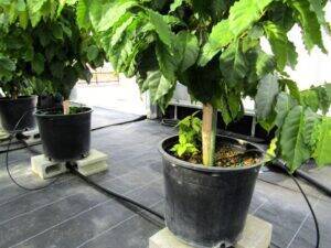 鳥取県の港町で国産コーヒー栽培に挑む澤井珈琲　農薬使わずに済む害虫駆除スプレーを開発　中国地方発明表彰で鳥取県知事賞受賞