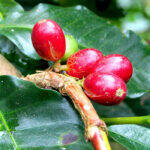 企業の垣根超えてコーヒー＆ティーが楽しめるマシン 家庭用で急伸　現在の19ブランドから「半年に2ブランドずつ増やしていく」