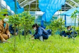「沖縄コーヒープロジェクト」の理想と現実　発足4年目で初収穫を予定　「ネスカフェ」製品化も視野