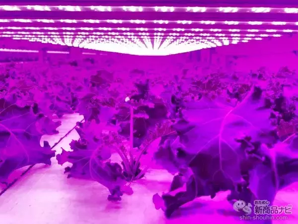 「【機能性表示食品（※1）】高い技術で大切に育てられた『ぎゅっとGABA きらきらケール』を食卓に」の画像