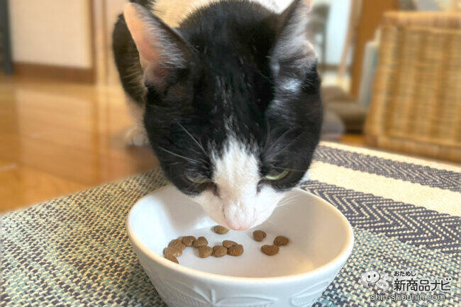 計算され尽くした栄養バランス！ 『ビューティープロ キャット Wケア』『ビューティープロ キャット パウチ』で愛猫の健康を支えよう！