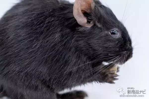 「イースターのペットフード『プレミアムレシピ』ブランドに新たに3種が登場！ 嬉しい部分ケア特化型フード！」の画像