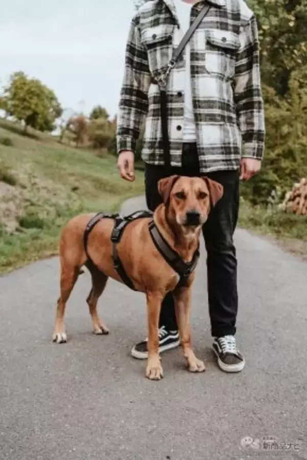 「ドイツの老舗ペットブランド「ハンター」の『ハンター 犬用 ハーネス 脱走防止ハーネス マルドン』が日本で発売！」の画像