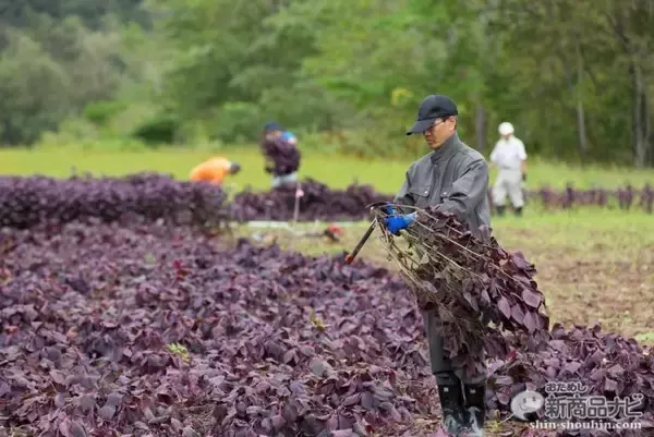 「今すぐ予約を！1000本だけの限定販売！しそ焼酎「鍛高譚（たんたかたん）プレミアム」は、今年収穫の赤シソだけを使用した、アルコール分30%の乙焼酎。まさにプレミアムな味わい！」の画像