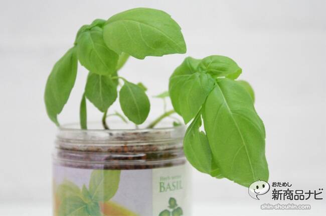 ペットボトル水耕栽培 育てるグリーンペット で野菜やハーブはどこまで育つのか 2ヵ月半後の様子 14年7月2日 エキサイトニュース