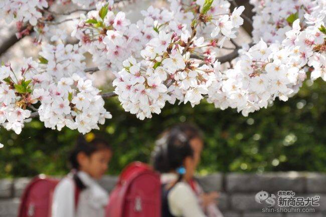 【数量限定】優しい桜の香りで新生活にぴったり！ ママと子どもが一緒に使えるシェアフレグランス『M＆D ノンアルコールオーデコロン 桜 30ml』