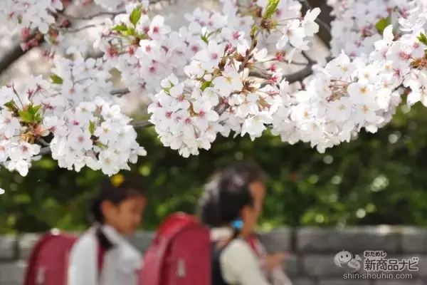 「【数量限定】優しい桜の香りで新生活にぴったり！ ママと子どもが一緒に使えるシェアフレグランス『M＆D ノンアルコールオーデコロン 桜 30ml』」の画像