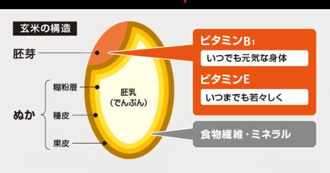 自宅で手軽に玄米を食べよう！『YAMAMOTO 精米機 Shin Bisen YE-RC17A』で玄米の精米に挑戦！