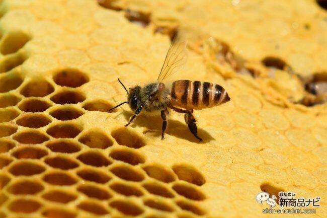 コロナ禍の不安対策と肌へのやさしさを両立！ ミツバチと植物の“守るチカラ”を凝縮したリスク対策シリーズ『ウィルスキンクリア』が誕生
