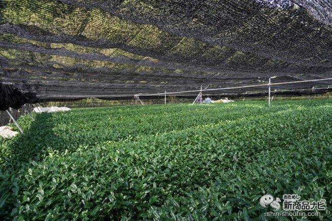 「一〇八抹茶茶廊」が都内などに新店オープン。安全・安心の希少なオーガニック抹茶が楽しめるその『抹茶・ほうじ茶へこだわり』とは…!?