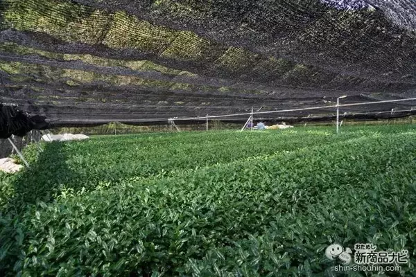 「「一〇八抹茶茶廊」が都内などに新店オープン。安全・安心の希少なオーガニック抹茶が楽しめるその『抹茶・ほうじ茶へこだわり』とは…!?」の画像