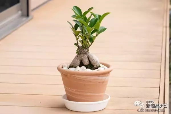 「割れてしまった植木鉢に…『ボンド ウルトラ多用途® SU プレミアム ハード』で 簡単に補修ができる！使用方法を徹底レビュー！」の画像