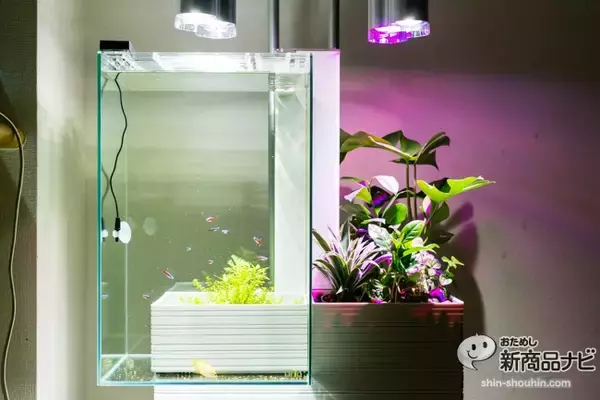メンテ楽々！水槽＆観葉がセットで楽しめる家庭用アクアポニックス 