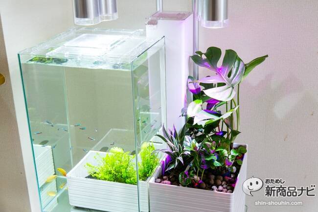 メンテ楽々！水槽＆観葉がセットで楽しめる家庭用アクアポニックス  