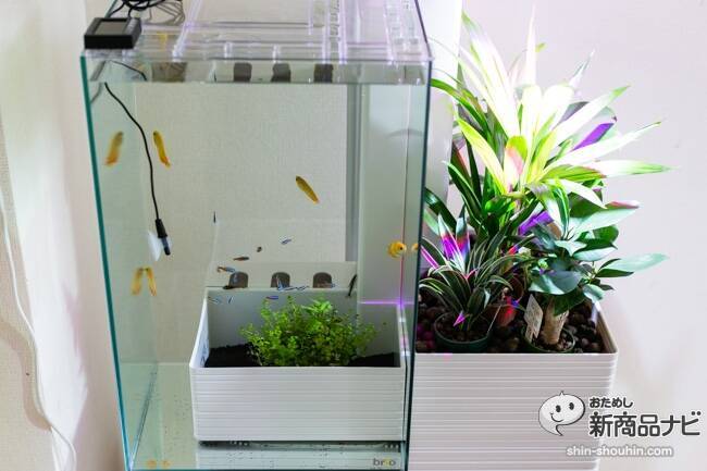 メンテ楽々！水槽＆観葉がセットで楽しめる家庭用アクアポニックス 