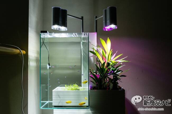 メンテ楽々！水槽＆観葉がセットで楽しめる家庭用アクアポニックス 