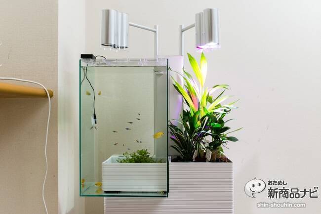 メンテ楽々！水槽＆観葉がセットで楽しめる家庭用アクアポニックス 