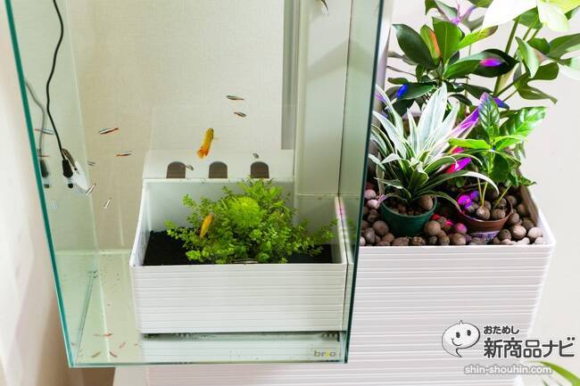 メンテ楽々！水槽＆観葉がセットで楽しめる家庭用アクアポニックス 
