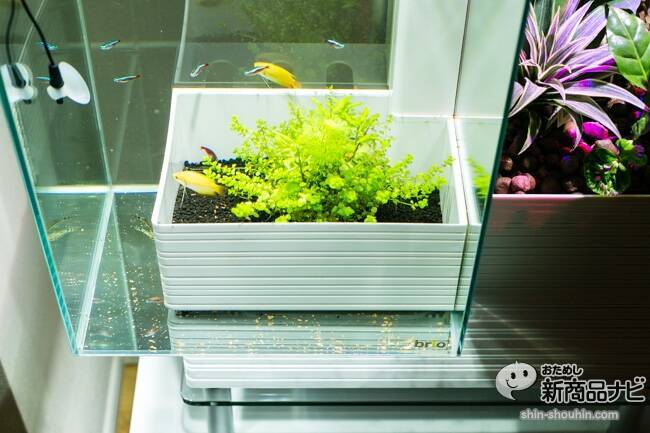 メンテ楽々！水槽＆観葉がセットで楽しめる家庭用アクアポニックス 