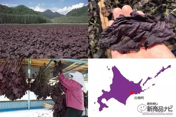 「北海道発の人気しそ焼酎『鍛高譚（たんたかたん）』が今年で発売25周年！ ラベルデザインをリニューアル。‟激レア”シークレットラベルのボトルも登場。」の画像