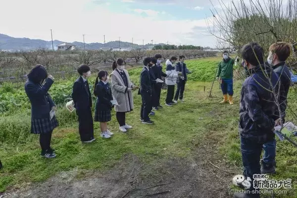 「【梅炭酸飲料】国産果実シリーズ第1弾『三ツ矢日本くだものがたり 和歌山県産南高梅』は生産農家の想いが詰まった一本！」の画像