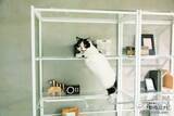 「肉球もお腹も丸見え！ 猫の裏側を楽しめる家具『ネコの裏側を堪能できるアクリルディスプレイラック』が新発売！」の画像8