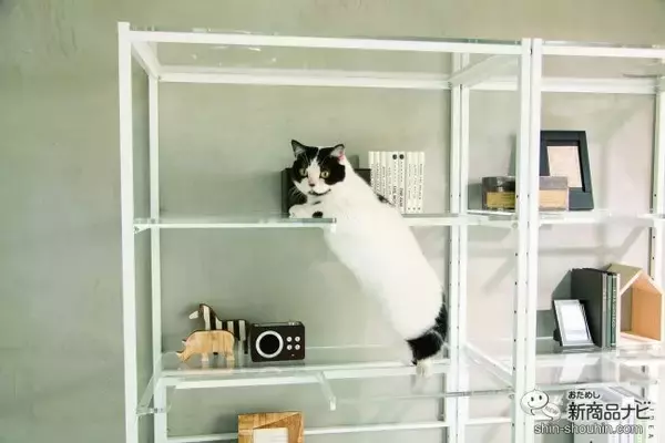 「肉球もお腹も丸見え！ 猫の裏側を楽しめる家具『ネコの裏側を堪能できるアクリルディスプレイラック』が新発売！」の画像
