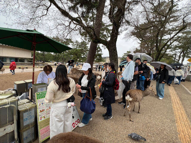 奈良公園の鹿が大阪にあふれ返る？　"迷い鹿"騒動に潜む深刻事情