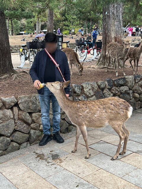 奈良公園の鹿が大阪にあふれ返る？　"迷い鹿"騒動に潜む深刻事情