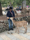 「奈良公園の鹿が大阪にあふれ返る？　"迷い鹿"騒動に潜む深刻事情」の画像3