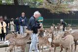 「奈良公園の鹿が大阪にあふれ返る？　"迷い鹿"騒動に潜む深刻事情」の画像6