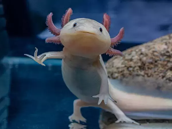 「なぜホモ・サピエンスはミャクミャクに惹かれてしまうのか？」の画像