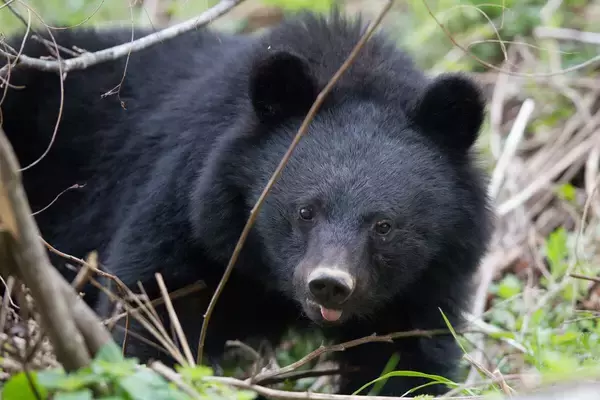 クマ出没で住民同士がまさかの対立...。東北「恐怖のアーバンベア」狂騒曲