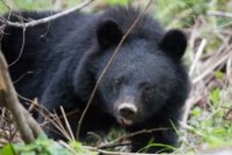 クマ出没で住民同士がまさかの対立...。東北「恐怖のアーバンベア」狂騒曲