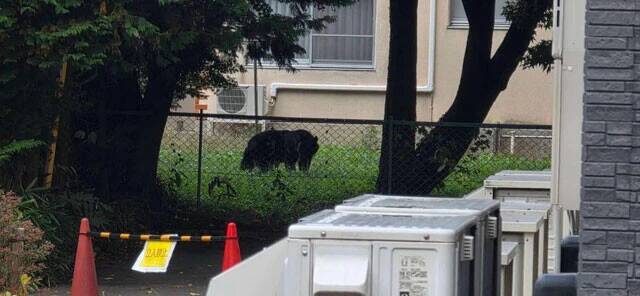 クマ出没で住民同士がまさかの対立...。東北「恐怖のアーバンベア」狂騒曲
