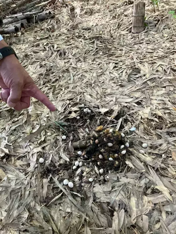 「クマ出没で住民同士がまさかの対立...。東北「恐怖のアーバンベア」狂騒曲」の画像