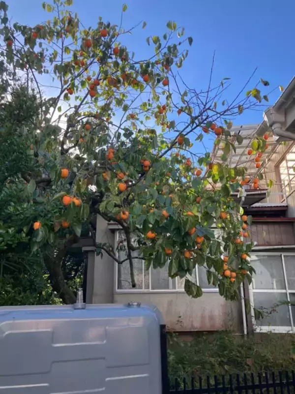 「クマ出没で住民同士がまさかの対立...。東北「恐怖のアーバンベア」狂騒曲」の画像