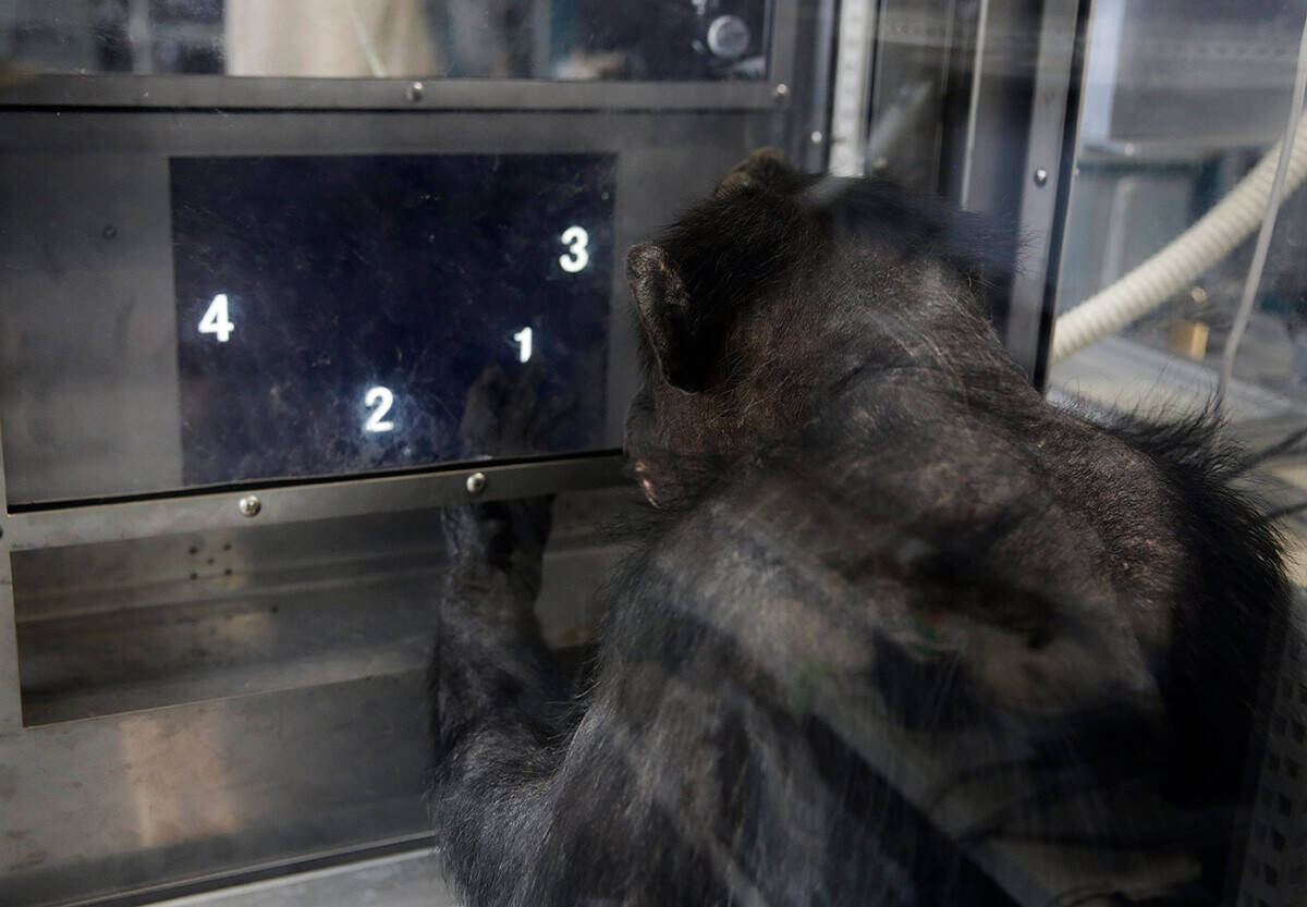 "天才チンパンジー"アイが人類に遺したもの