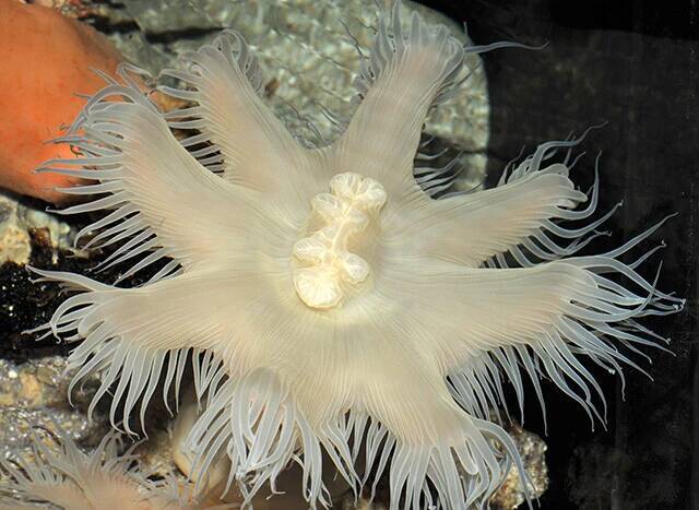 日本一水族館に通い詰める研究者が厳選した「死ぬまでに一度行くべき水族館」